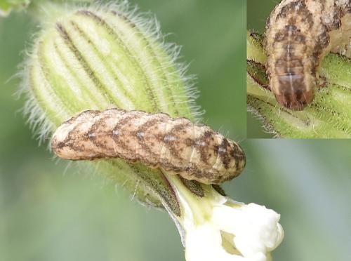 Hadena sp.