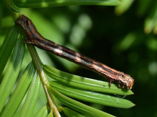 Ectropis crepuscularia