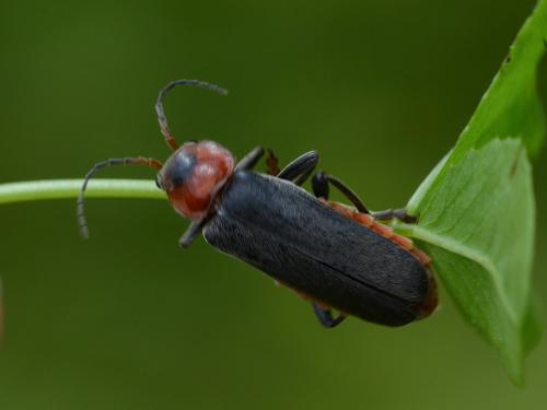 Cantharis fusca