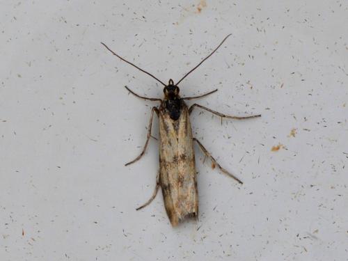 Homoeosoma sinuella