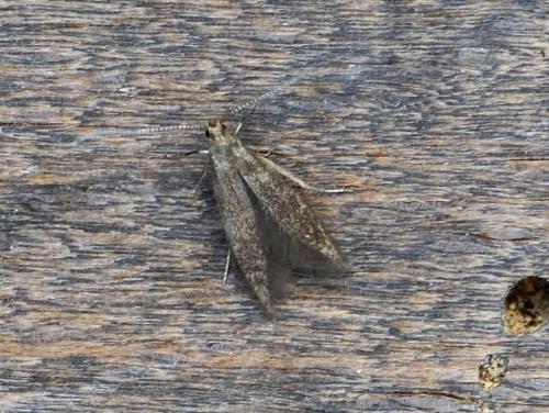 Coleophora sp.