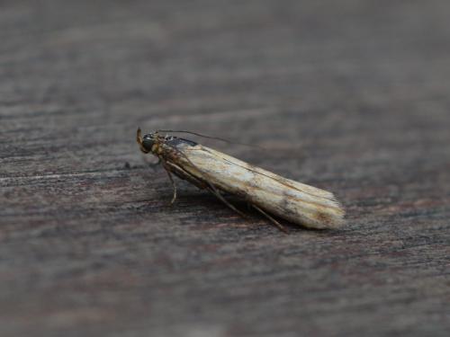 Homoeosoma sinuella