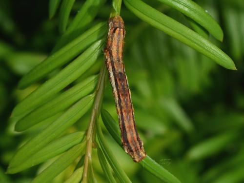 Ectropis crepuscularia