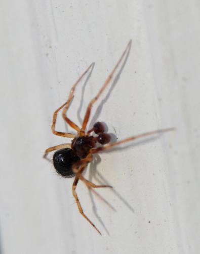 Réf. 344 089 : Sardinidion blackwalli