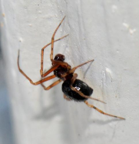 Sardinidion blackwalli