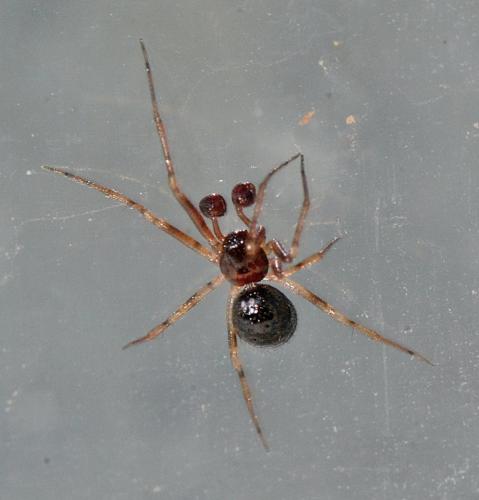 Sardinidion blackwalli