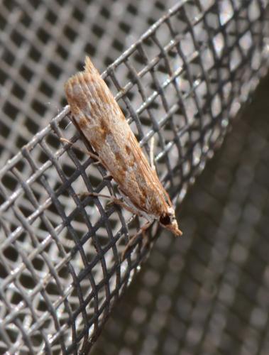 Réf. 344 455 : Scopariinae inconnu