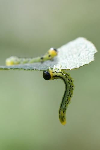 Euura pavida