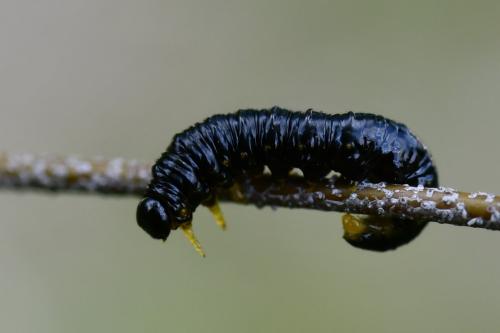 Nematus latipes