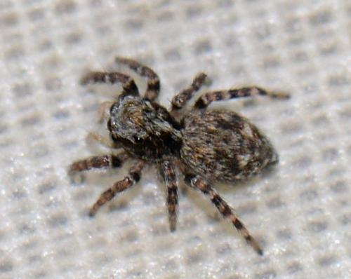 Réf. 344 294 : Pseudeuophrys erratica