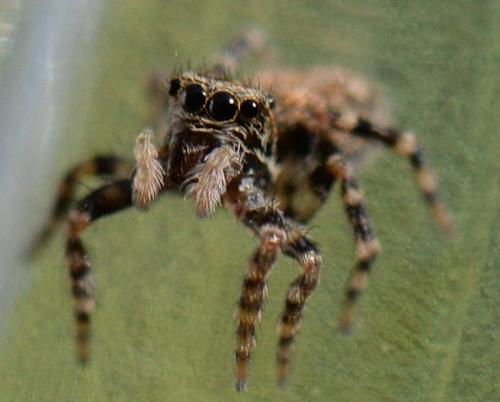 Réf. 344 293 : Pseudeuophrys erratica