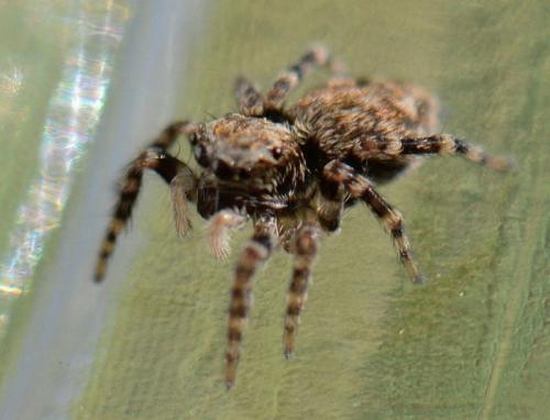 Pseudeuophrys erratica
