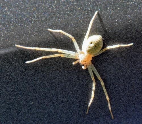 Réf. 344 523 : Philodromus sp.