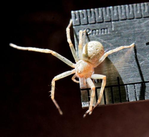 Philodromus sp.