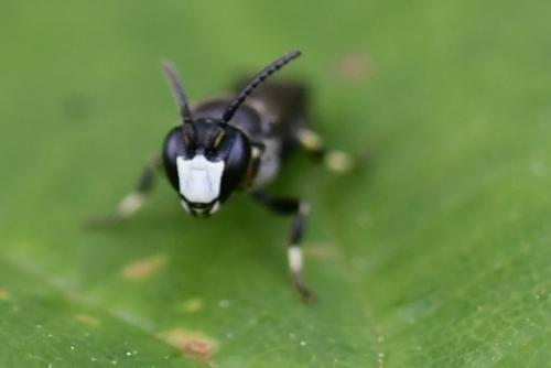 Hylaeus sp.