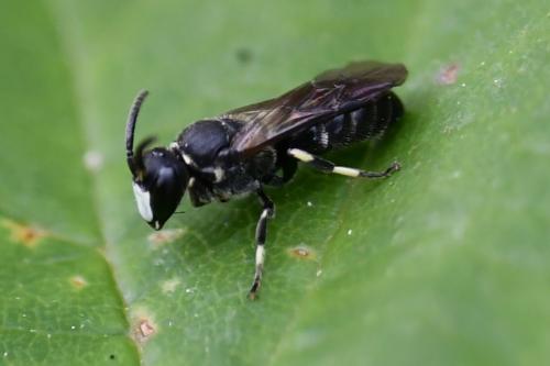Hylaeus sp.
