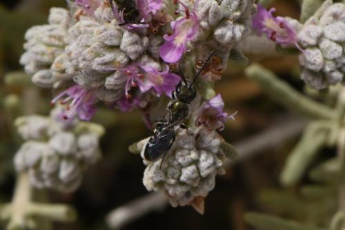 Réf. 344 674 : Lasioglossum sp.