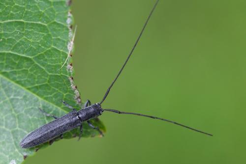 Réf. 344 898 : Calamobius filum