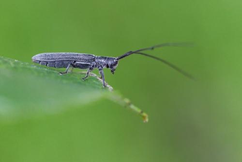 Réf. 344 899 : Calamobius filum