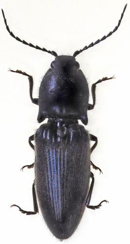 Réf. 344 091 : Hemicrepidius niger