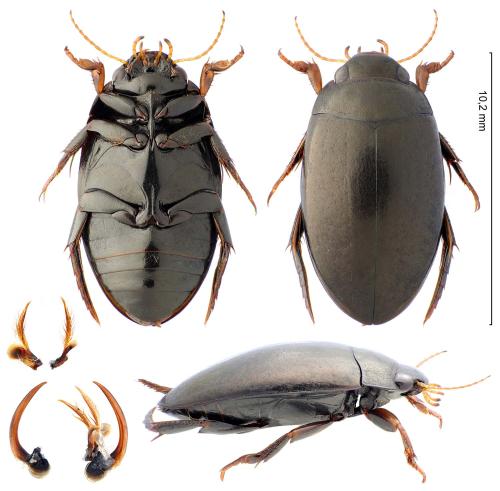 Agabus bipustulatus