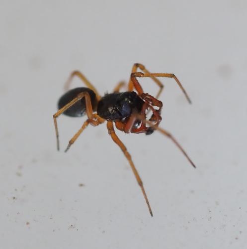 Erigone sp.