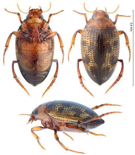 Haliplus variegatus