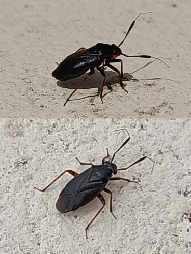 Réf. 344 590 : Capsus ater