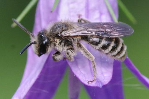Andrena pandellei