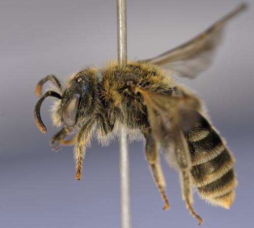 Rhophitoides canus