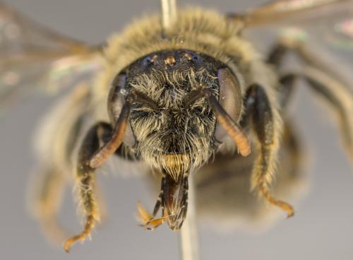 Rhophitoides canus