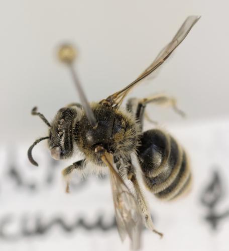 Rhophitoides canus