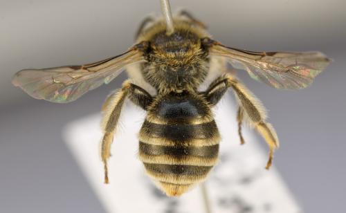 Rhophitoides canus