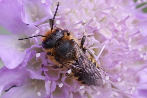 Megachile sp.