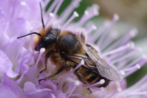 Megachile sp.