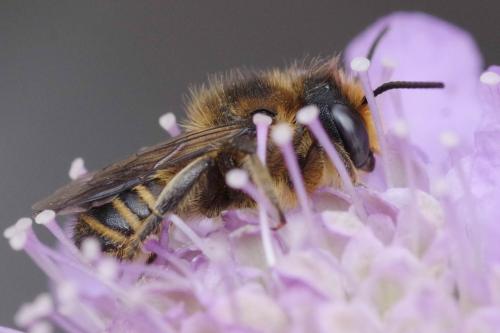 Megachile sp.