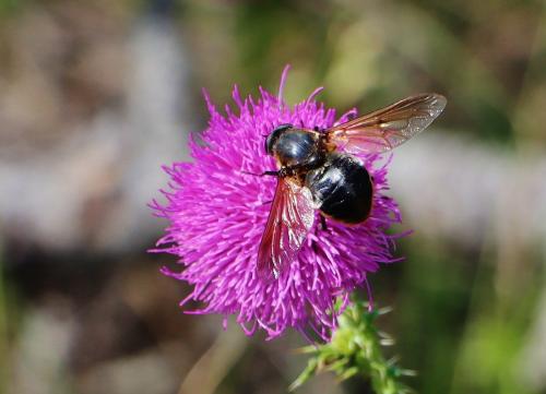 Réf. 344 930 : Pangonius sp.