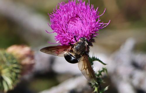 Réf. 344 985 : Pangonius sp.