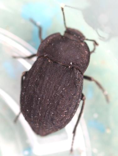 Asida jurinei