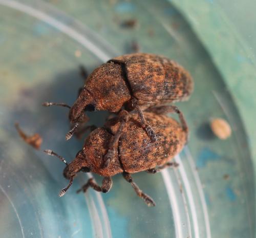 Larinus obtusus
