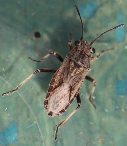 Réf. 344 351 : Ortholomus punctipennis