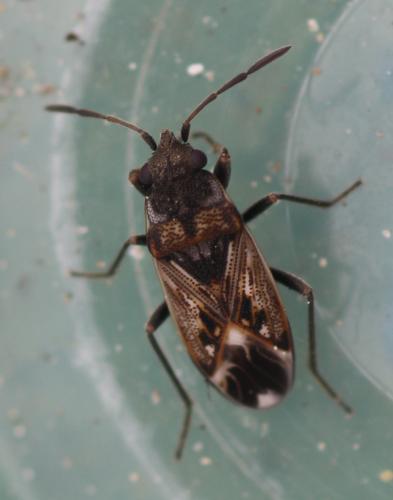 Réf. 344 425 : Peritrechus lundii