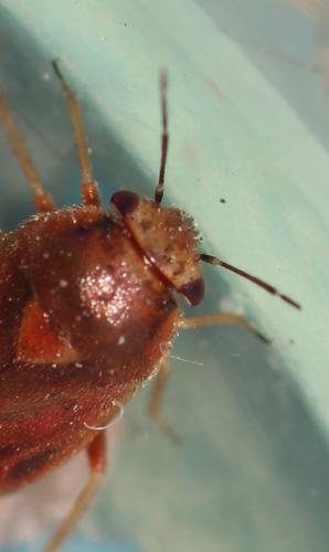 Réf. 344 573 : Strongylocoris luridus