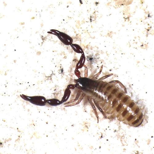 Réf. 344 015 : Atemnus politus