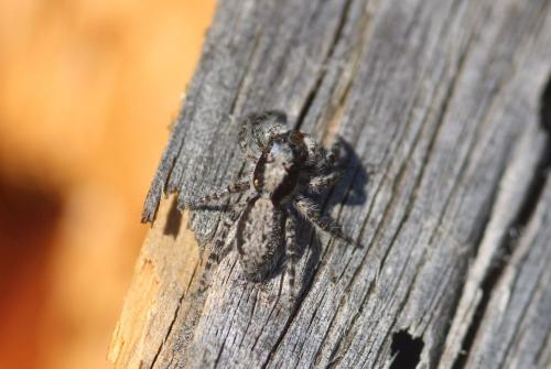 Menemerus taeniatus