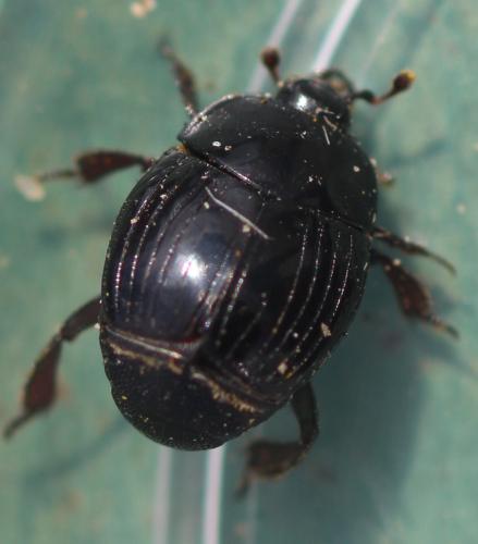 Réf. 344 893 : Margarinotus punctiventer