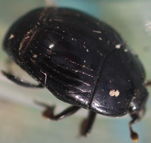 Margarinotus sp.