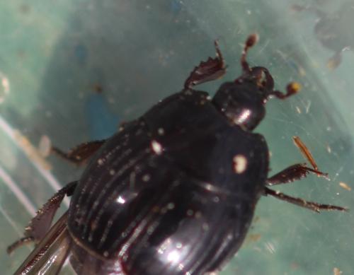 Réf. 344 895 : Margarinotus punctiventer