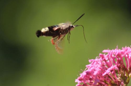 Hemaris fuciformis