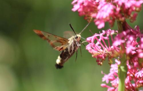 Hemaris fuciformis